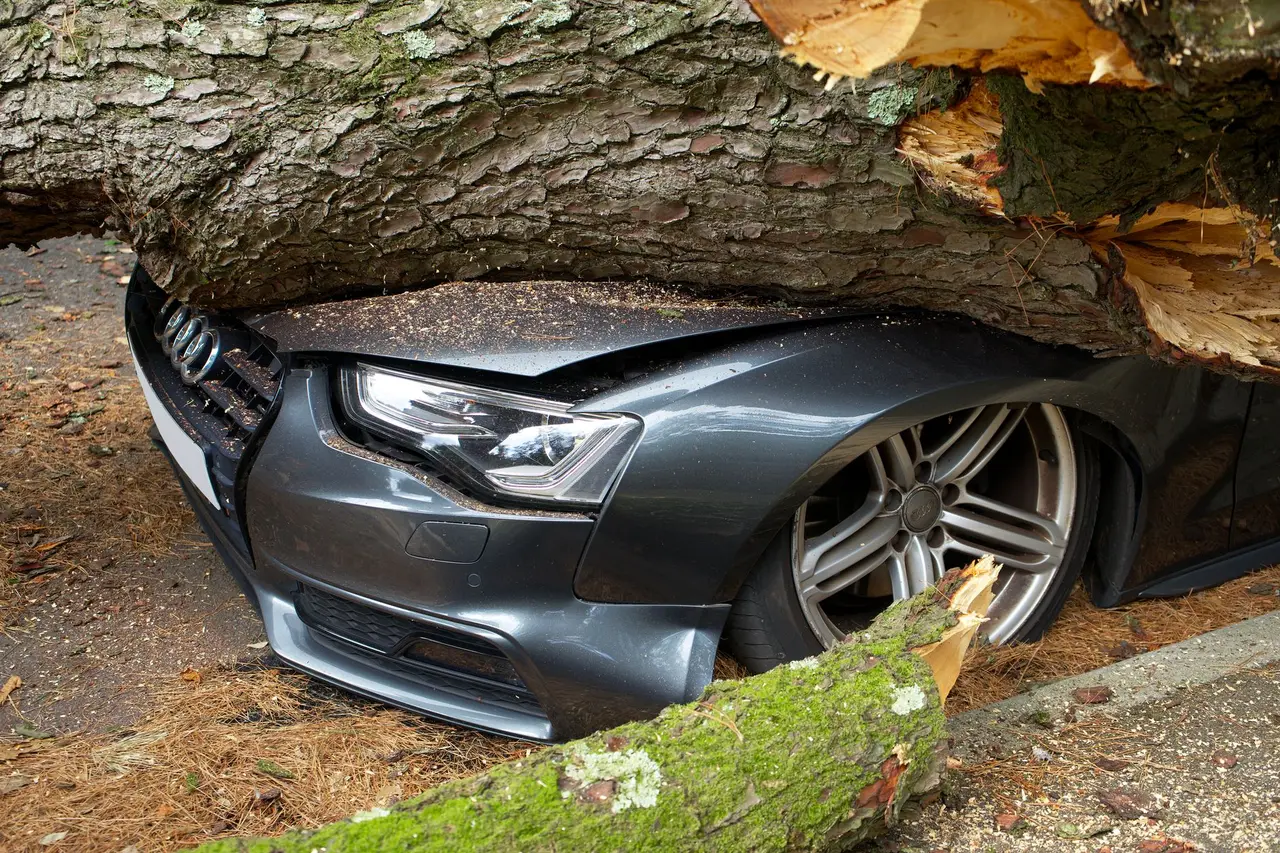 Dangerous Tree Removal