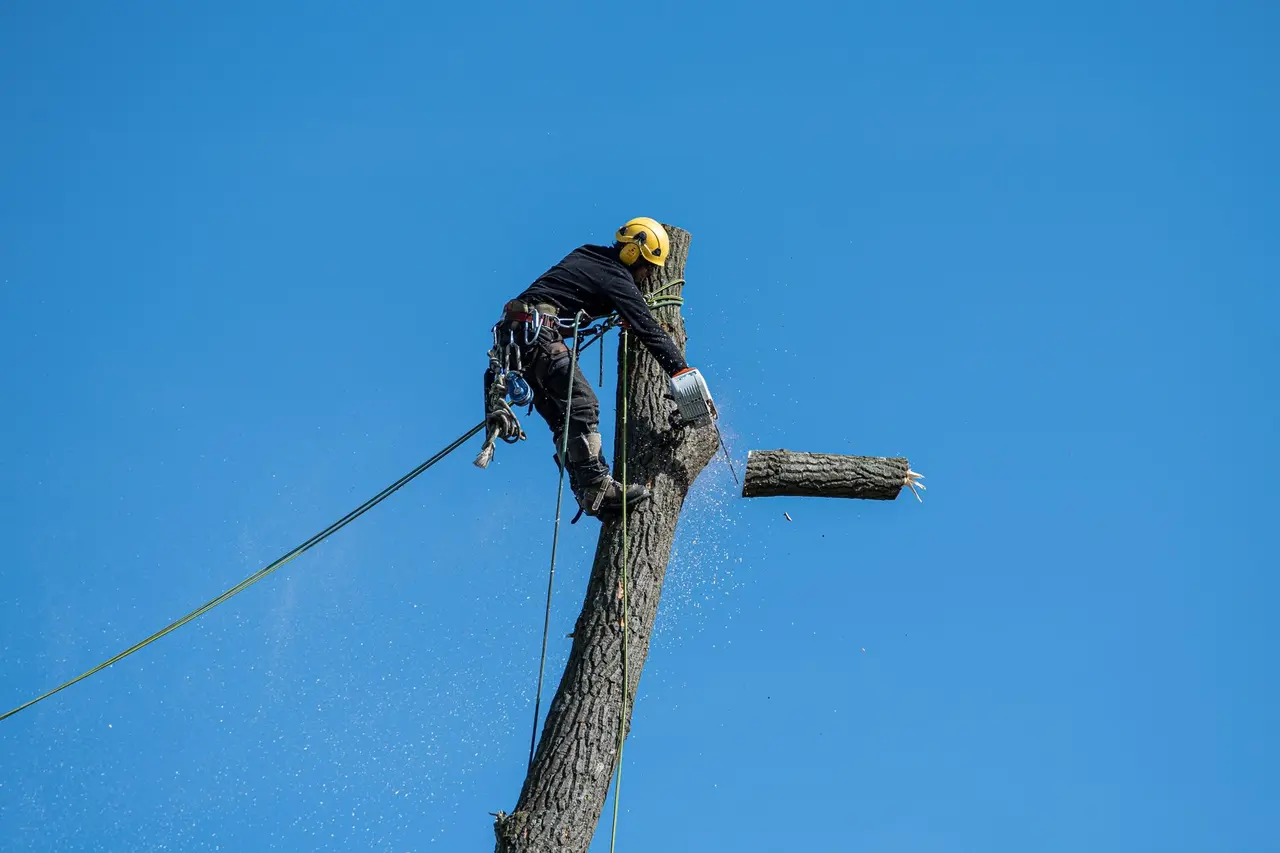 Dead Tree Removal