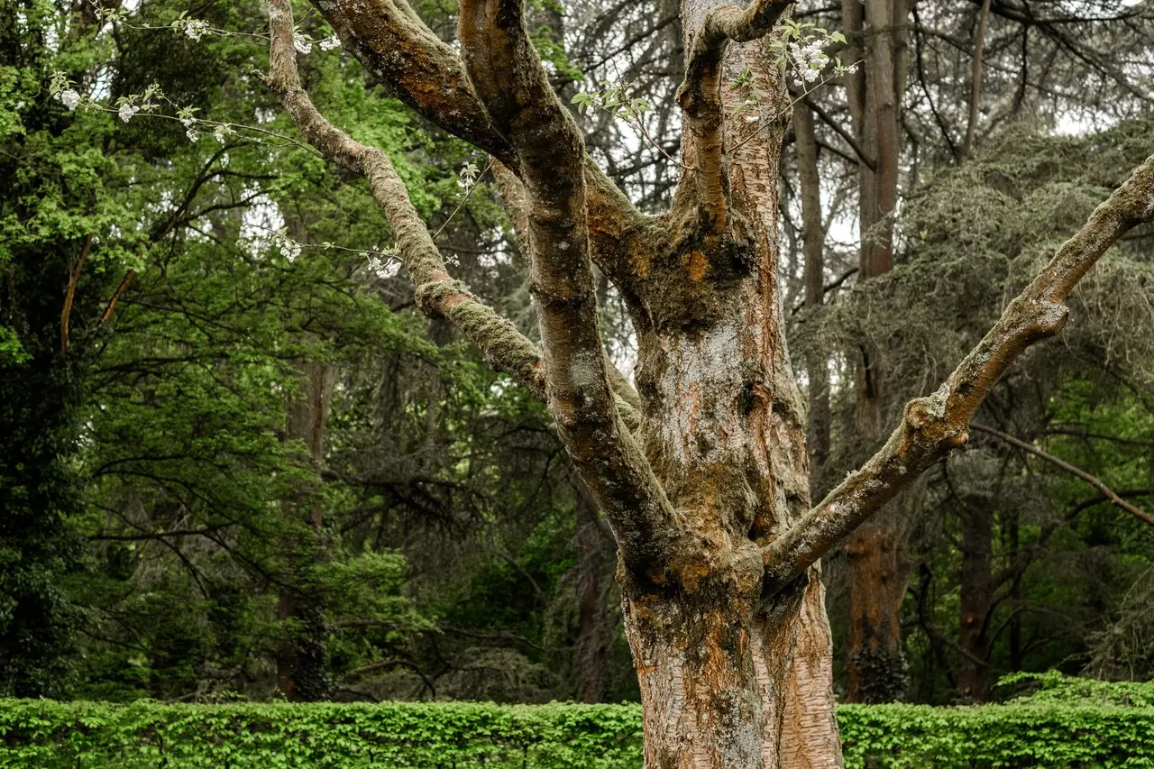 Diseased Tree Removal