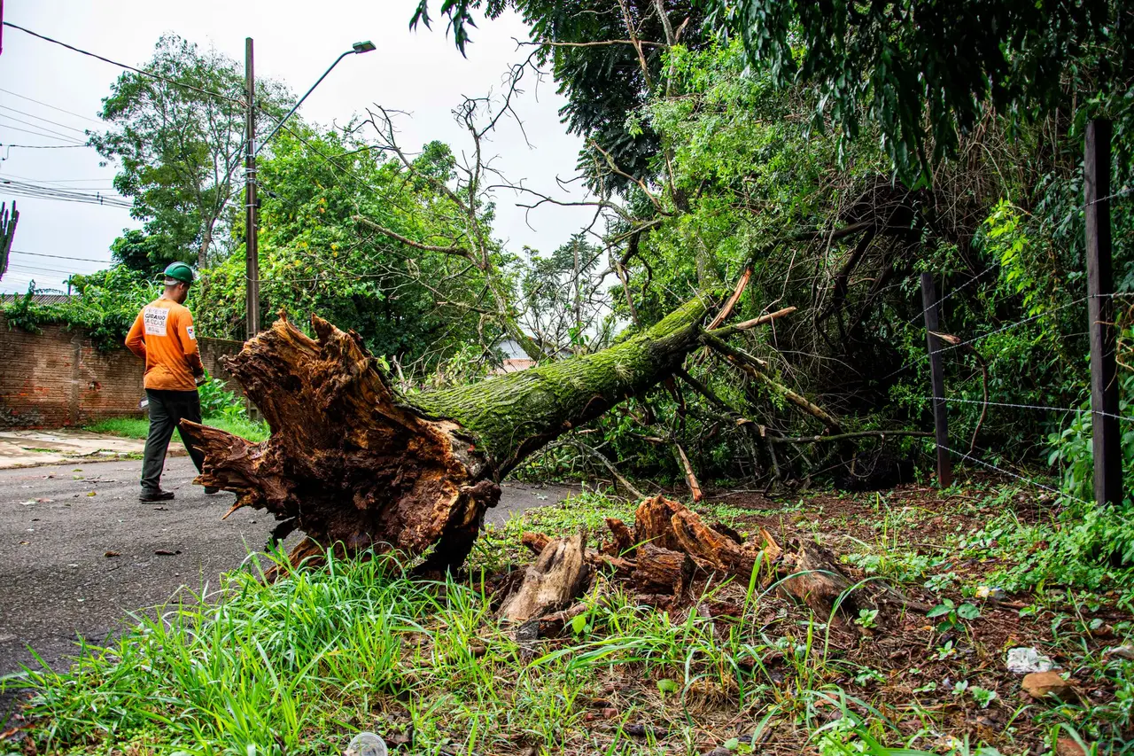Fallen Tree Removal