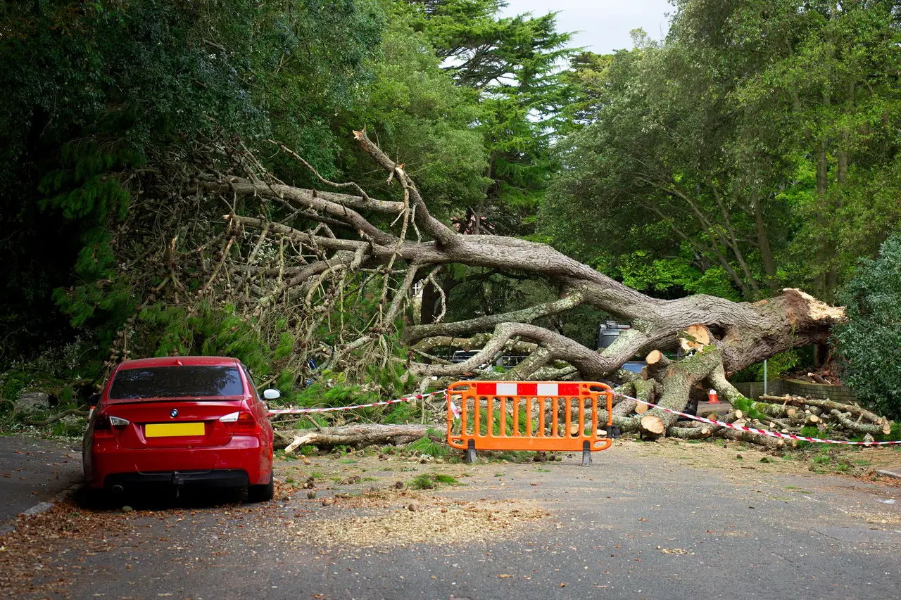 Storm Damage Tree Removal